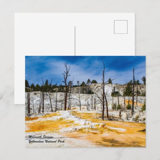 Briefkaart van het nationaal park Mammoth Springs  (Voorkant / Achterkant)