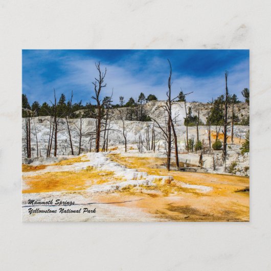 Briefkaart van het nationaal park Mammoth Springs  (Voorkant)