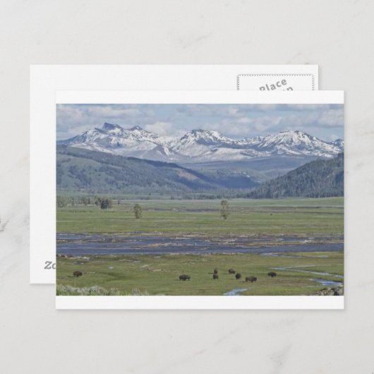 Briefkaart van het Nationaal Park Yellowstone (Voorkant / Achterkant)