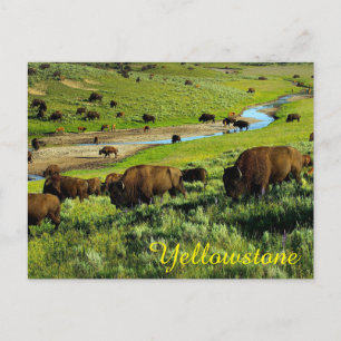Briefkaart van het nationale park van Yellowstone