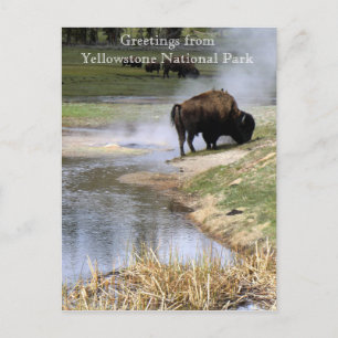 Briefkaart van het nationale park van Yellowstone