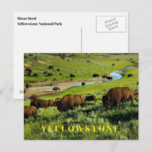 Briefkaart van het nationale park van Yellowstone (Voorkant / Achterkant)