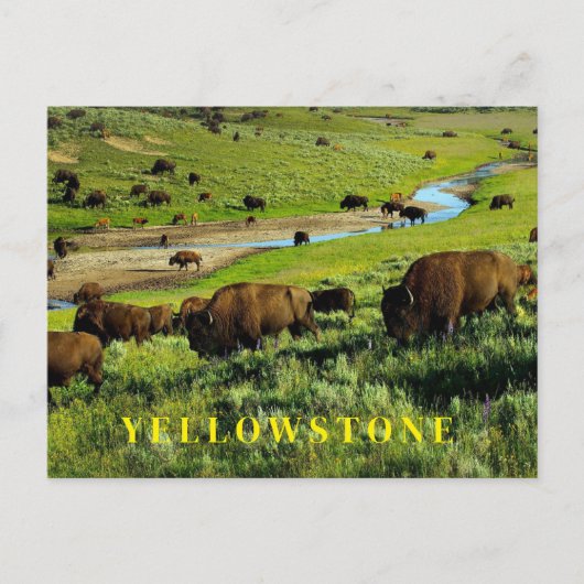 Briefkaart van het nationale park van Yellowstone (Voorkant)
