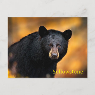 Briefkaart van het nationale park van Yellowstone
