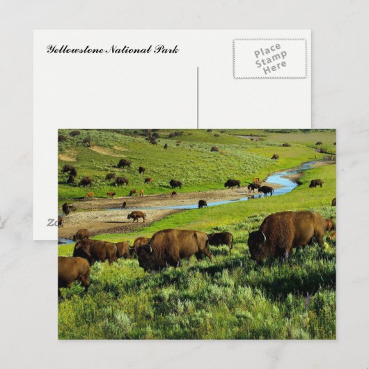 Briefkaart van het nationale park van Yellowstone (Voorkant / Achterkant)