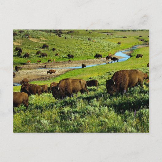 Briefkaart van het nationale park van Yellowstone (Voorkant)
