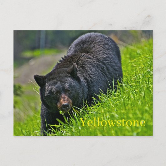 Briefkaart van het nationale park van Yellowstone (Voorkant)
