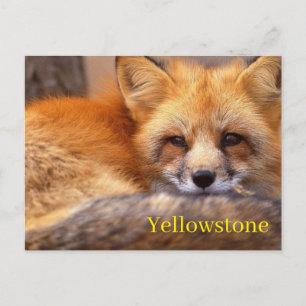 Briefkaart van het nationale park van Yellowstone