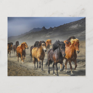 briefkaart van het paardenspoor