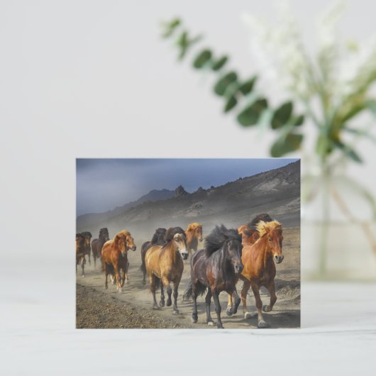 briefkaart van het paardenspoor (Staand voorkant)