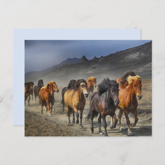 briefkaart van het paardenspoor (Voorkant / Achterkant)