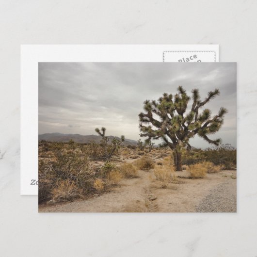 Briefkaart van het Park van de Boom van Joshua het (Voorkant / Achterkant)