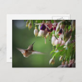 Briefkaart van het Plant van de luchtvogel en van  (Voorkant / Achterkant)