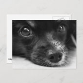 Briefkaart van het puppy Face (Voorkant / Achterkant)
