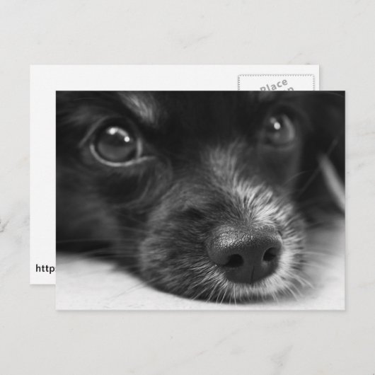 Briefkaart van het puppy Face (Voorkant / Achterkant)