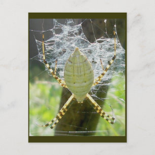 Briefkaart van het Uitzicht "Banded Argiope Spider