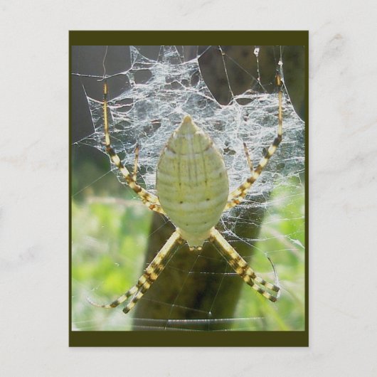 Briefkaart van het Uitzicht "Banded Argiope Spider (Voorkant)