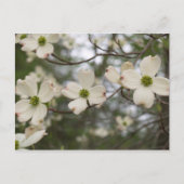 briefkaart van hondenhout (Voorkant)