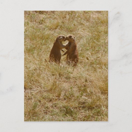 Briefkaart van hondshonden (Voorkant)