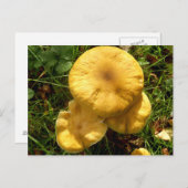 Briefkaart van Honey Fungus Mushroom (Voorkant / Achterkant)