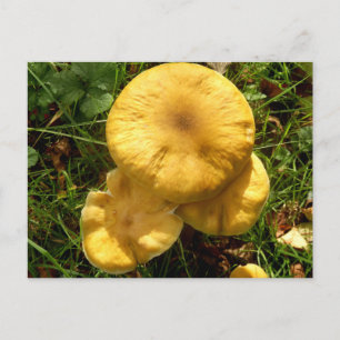 Briefkaart van Honey Fungus Mushroom