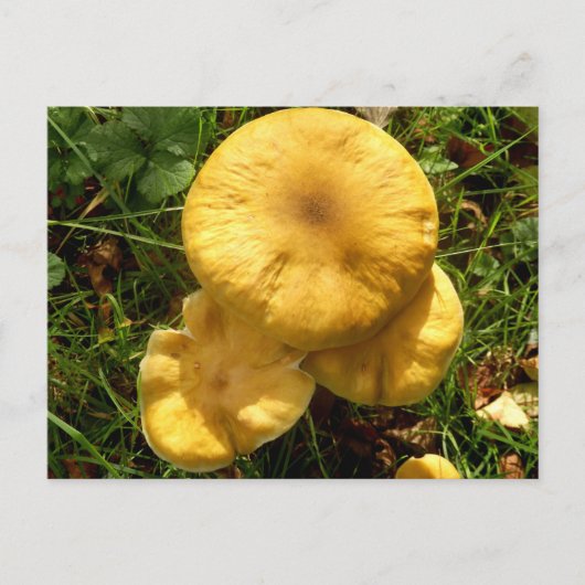 Briefkaart van Honey Fungus Mushroom (Voorkant)