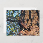 Briefkaart van honingvogels (Voorkant / Achterkant)