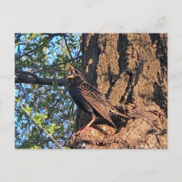 Briefkaart van honingvogels