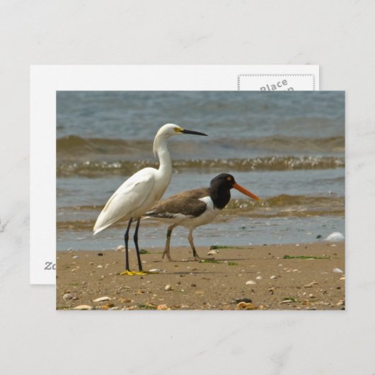 Briefkaart van horevogel (Voorkant / Achterkant)