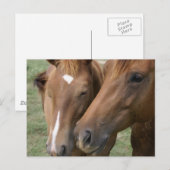 Briefkaart van Horse Nuzzle (Voorkant / Achterkant)