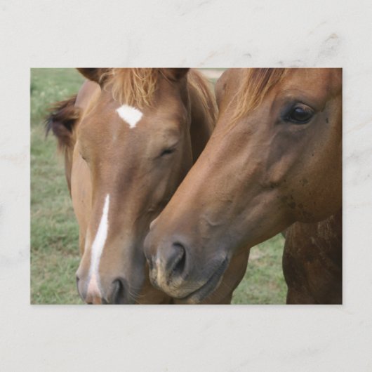 Briefkaart van Horse Nuzzle (Voorkant)