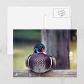 Briefkaart van hout Duck (Voorkant / Achterkant)