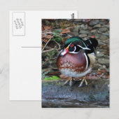 Briefkaart van hout Duck (Voorkant / Achterkant)