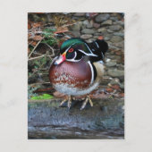 Briefkaart van hout Duck (Voorkant)
