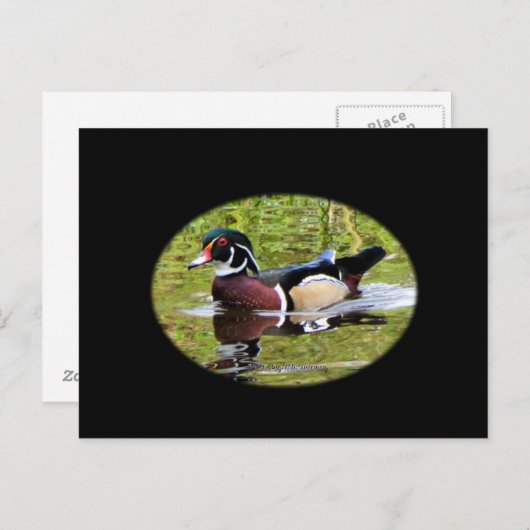 Briefkaart van hout Duck (Voorkant / Achterkant)