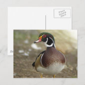 Briefkaart van hout Duck (Voorkant / Achterkant)