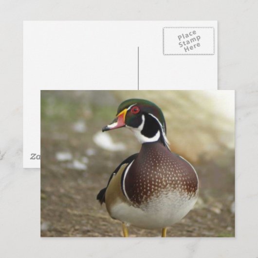 Briefkaart van hout Duck (Voorkant / Achterkant)