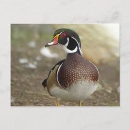 Briefkaart van hout Duck