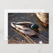 Briefkaart van hout Duck (Voorkant / Achterkant)