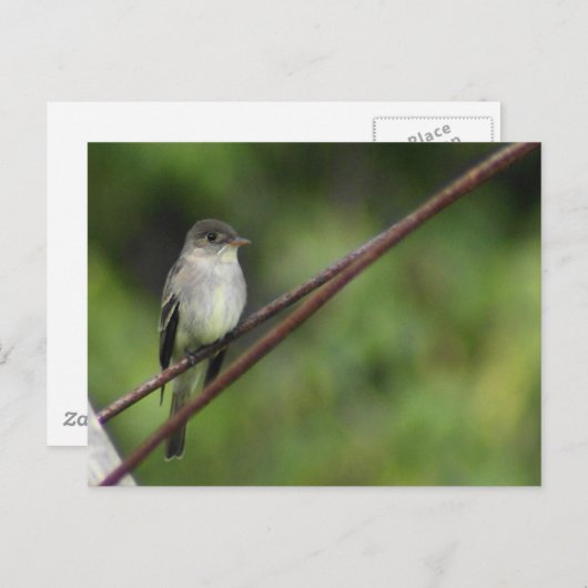 Briefkaart van hout van Peewee (Voorkant / Achterkant)