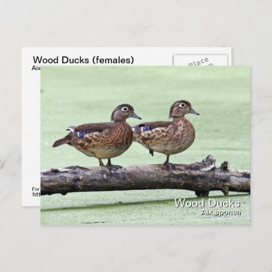 Briefkaart van hout (vrouwen) (Voorkant / Achterkant)