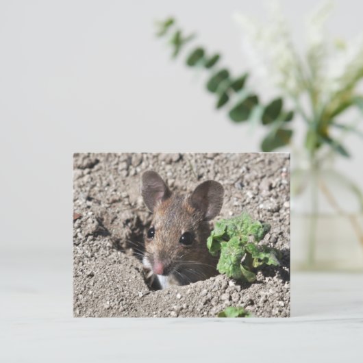 Briefkaart van houtwaren (Staand voorkant)