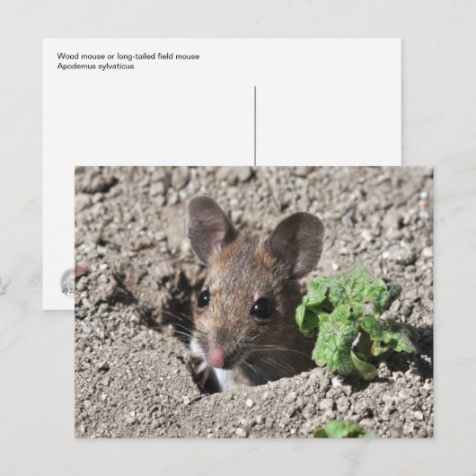 Briefkaart van houtwaren (Voorkant / Achterkant)