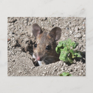 Briefkaart van houtwaren