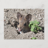 Briefkaart van houtwaren (Voorkant)