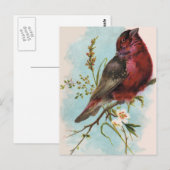 briefkaart van huisvinken (Voorkant / Achterkant)