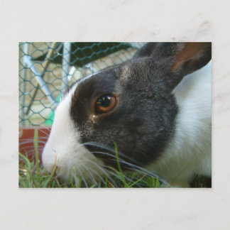 Briefkaart van Humbug