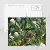 Briefkaart van Iguana in de Mango-boom (Voorkant / Achterkant)