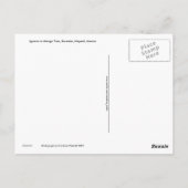 Briefkaart van Iguana in de Mango-boom (Achterkant)