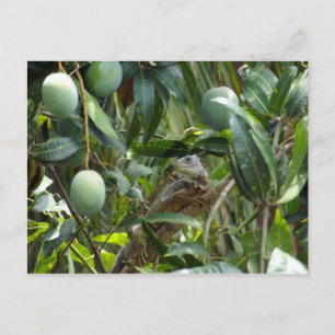 Briefkaart van Iguana in de Mango-boom